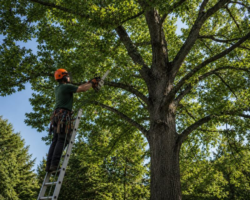 Tree Shearing in San Jose, CA