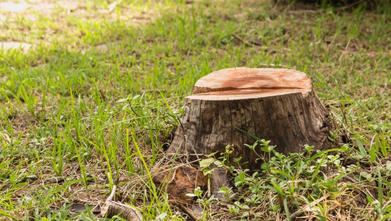 Tree Stump Removal in Aiken, SC