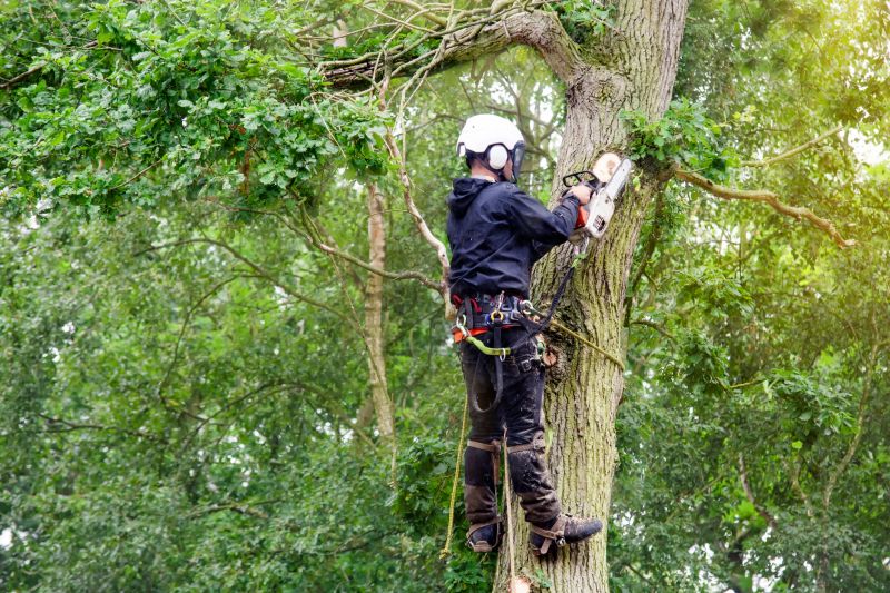 Arborist Inspecting Tree
