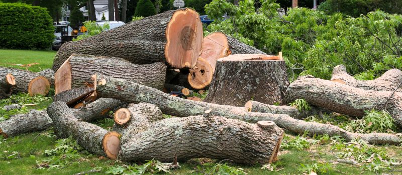Willow Tree Removal in Aiken, SC